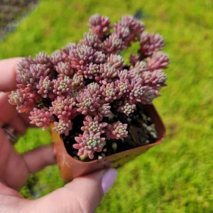 Sedum Dasyphyllum Major 'Pink' Live Plant 2 inch Potted Succulent Groundcover - Image 4