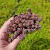Sedum Dasyphyllum Major 'Pink' Live Plant 2 inch Potted Succulent Groundcover - Image 1