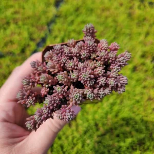 Sedum Dasyphyllum Major 'Pink' Live Plant 2 inch Potted Succulent Groundcover - Image 1