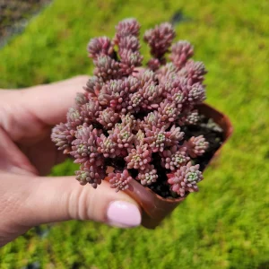 Sedum Dasyphyllum Major 'Pink' Live Plant 2 inch Potted Succulent Groundcover - Image 5