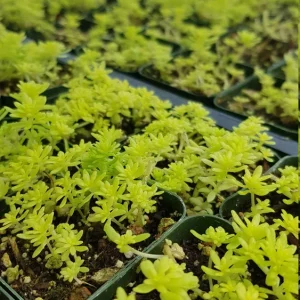 Sedum Japonicum 'Tokyo Sun' Live Succulent Plant – 2 Inch Pot – Stonecrop - Image 2