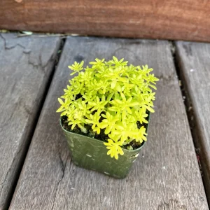 Sedum Japonicum 'Tokyo Sun' Live Succulent Plant – 2 Inch Pot – Stonecrop - Image 3