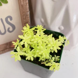 Sedum Japonicum 'Tokyo Sun' Live Succulent Plant – 2 Inch Pot – Stonecrop - Image 4