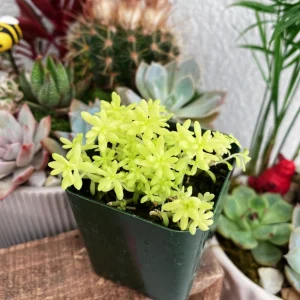 Sedum Japonicum 'Tokyo Sun' Live Succulent Plant – 2 Inch Pot – Stonecrop - Image 5