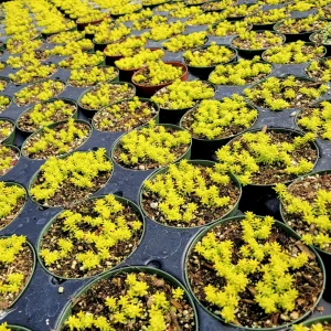 Sedum Japonicum 'Tokyo Sun' Live Succulent Plant – 2 Inch Pot – Stonecrop - Image 6