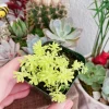 Sedum Japonicum 'Tokyo Sun' Live Succulent Plant – 2 Inch Pot – Stonecrop - Image 1