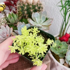 Sedum Japonicum 'Tokyo Sun' Live Succulent Plant – 2 Inch Pot – Stonecrop - Image 1