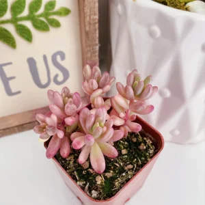 Sedum Rubrotinctum Aurora Pink Jelly Beans Live Plant 2 inch Pot Succulent - Image 7