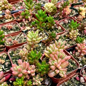 Sedum Rubrotinctum Aurora Pink Jelly Beans Live Plant 2 inch Pot Succulent - Image 8