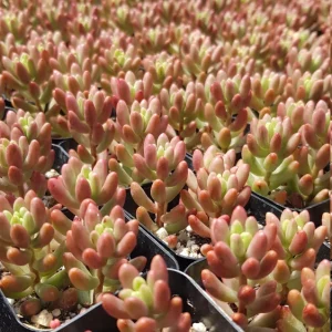 Sedum Rubrotinctum Aurora Pink Jelly Beans Live Plant 2 inch Pot Succulent - Image 9