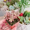 Sedum Rubrotinctum Aurora Pink Jelly Beans Live Plant 2 inch Pot Succulent - Image 1