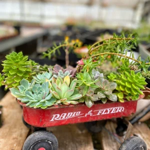 Sedum Rubrotinctum Aurora Pink Jelly Beans Live Succulent Plant 2 inch Pot - Image 10