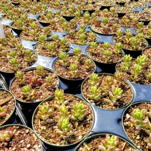 Sedum Rubrotinctum Aurora Pink Jelly Beans Live Succulent Plant 2 inch Pot - Image 11