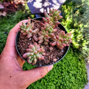 Sedum Rubrotinctum Aurora Pink Jelly Beans Live Succulent Plant 2 inch Pot - Image 12