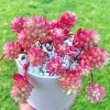 Sedum Rubrotinctum Aurora Pink Jelly Beans Live Succulent Plant 2 inch Pot - Image 1