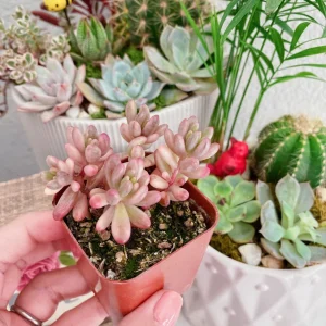 Sedum Rubrotinctum Aurora Pink Jelly Beans Live Succulent Plant 2 inch Pot - Image 7