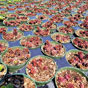 Sedum spurium 'Dragon's Blood' Stonecrop Live Plant – 4 inch Pot – Groundcover - Image 10