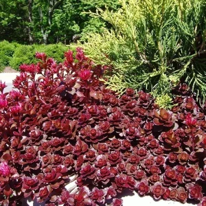 Sedum spurium 'Dragon's Blood' Stonecrop Live Plant – 4 inch Pot – Groundcover - Image 11