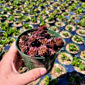 Sedum spurium 'Dragon's Blood' Stonecrop Live Plant – 4 inch Pot – Groundcover - Image 7