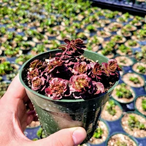 Sedum spurium 'Dragon's Blood' Stonecrop Live Plant – 4 inch Pot – Groundcover - Image 8