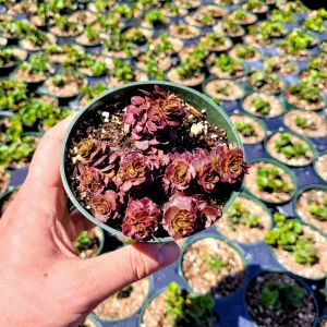 Sedum spurium 'Dragon's Blood' Stonecrop Live Plant – 4 inch Pot – Groundcover - Image 9