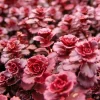 Sedum spurium 'Dragon's Blood' Stonecrop Live Plant – 4 inch Pot – Groundcover - Image 1
