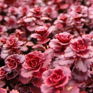 Sedum spurium 'Dragon's Blood' Stonecrop Live Plant – 4 inch Pot – Groundcover - Image 1