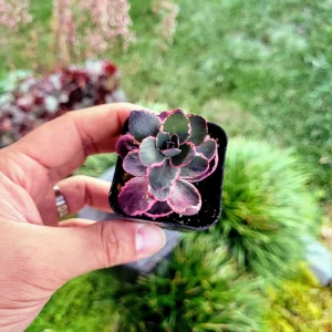Sedum Sunsparkler 'Dream Dazzler' Live Plant 4 inch Pot - Groundcover - Image 10