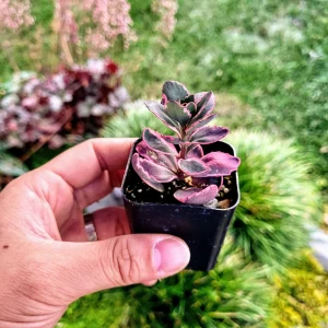 Sedum Sunsparkler 'Dream Dazzler' Live Plant 4 inch Pot - Groundcover - Image 11