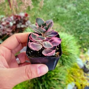 Sedum Sunsparkler 'Dream Dazzler' Live Plant 4 inch Pot - Groundcover - Image 12