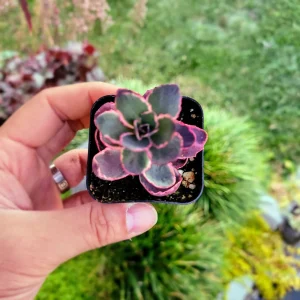 Sedum Sunsparkler 'Dream Dazzler' Live Plant 4 inch Pot - Groundcover - Image 13
