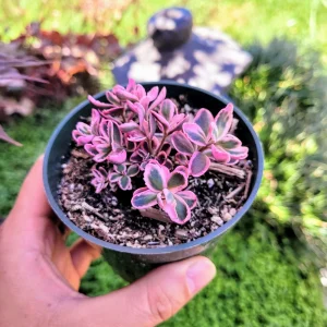 Sedum Sunsparkler 'Dream Dazzler' Live Plant 4 inch Pot - Groundcover - Image 7