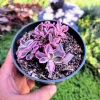Sedum Sunsparkler 'Dream Dazzler' Live Plant 4 inch Pot - Groundcover - Image 1