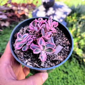 Sedum Sunsparkler 'Dream Dazzler' Live Plant 4 inch Pot - Groundcover - Image 1