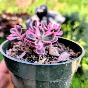 Sedum Sunsparkler 'Dream Dazzler' Live Plant 4 inch Pot - Groundcover - Image 8
