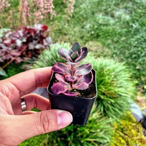 Sedum Sunsparkler 'Dream Dazzler' Live Plant 4 inch Pot - Groundcover - Image 9
