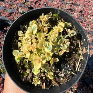 Sedum Sunsparkler 'Lime Twister' Live Plant 4 inch Pot - Outdoor Succulent - Image 2