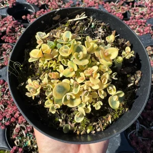 Sedum Sunsparkler 'Lime Twister' Live Plant 4 inch Pot - Outdoor Succulent - Image 3