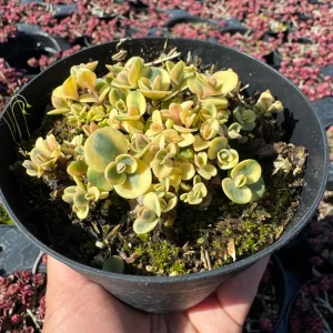 Sedum Sunsparkler 'Lime Twister' Live Plant 4 inch Pot - Outdoor Succulent - Image 4