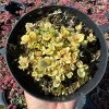 Sedum Sunsparkler 'Lime Twister' Live Plant 4 inch Pot - Outdoor Succulent - Image 1