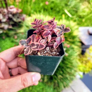 Sedum Sunsparkler 'Wild Fire' Succulent Live Plant 2 Inch Pot Outdoor - Image 2
