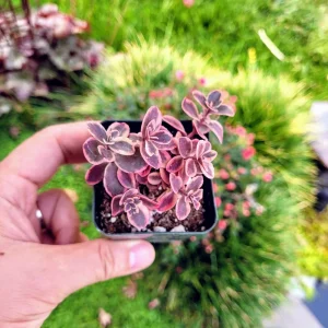 Sedum Sunsparkler 'Wild Fire' Succulent Live Plant 2 Inch Pot Outdoor - Image 3