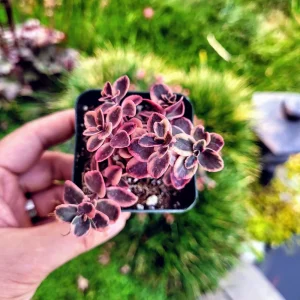 Sedum Sunsparkler 'Wild Fire' Succulent Live Plant 2 Inch Pot Outdoor - Image 1