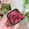 Sedum Sunsparkler Wildfire Stonecrop Live Plant – 2 inch Pot – Groundcover - Image 1
