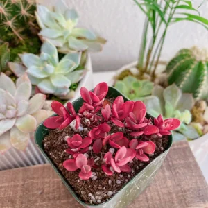 Sedum Sunsparkler Wildfire Stonecrop Live Plant – 2 inch Pot – Groundcover - Image 7