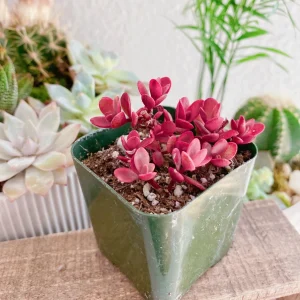 Sedum Sunsparkler Wildfire Stonecrop Live Plant – 2 inch Pot – Groundcover - Image 8