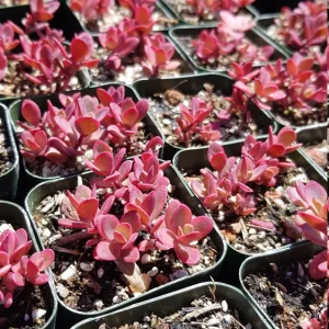Sedum Sunsparkler Wildfire Stonecrop Live Plant – 2 inch Pot – Groundcover - Image 9