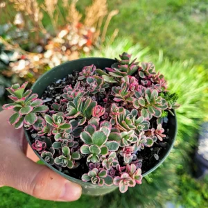 Sedum Tricolor Stonecrop Live Plant - 4 inch Pot - Low Maintenance Groundcover - Image 2