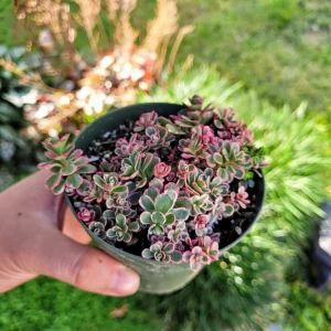 Sedum Tricolor Stonecrop Live Plant - 4 inch Pot - Low Maintenance Groundcover - Image 3