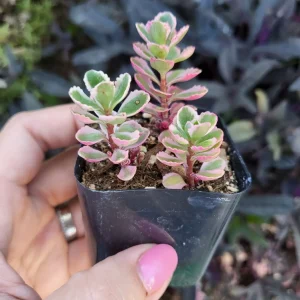 Sedum Tricolor Stonecrop Live Plant - 4 inch Pot - Low Maintenance Groundcover - Image 4